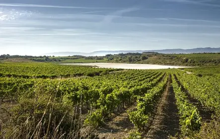 Tour a duas vinícolas em La Rioja saindo de Pamplona