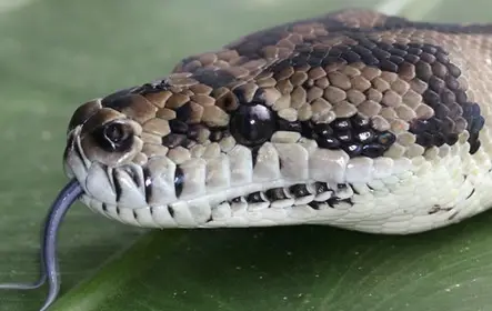 Hábitat de vida silvestre de Port Douglas