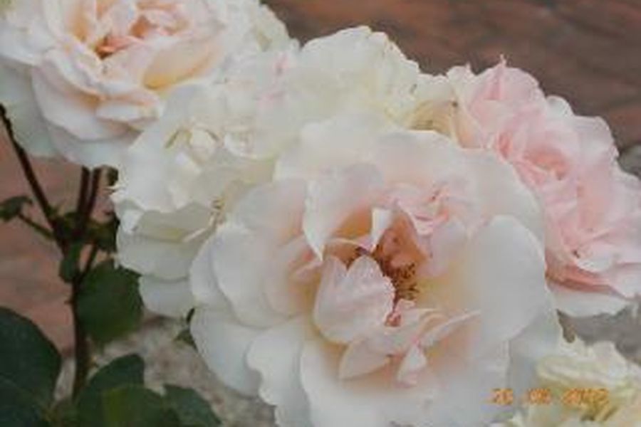 foto-1